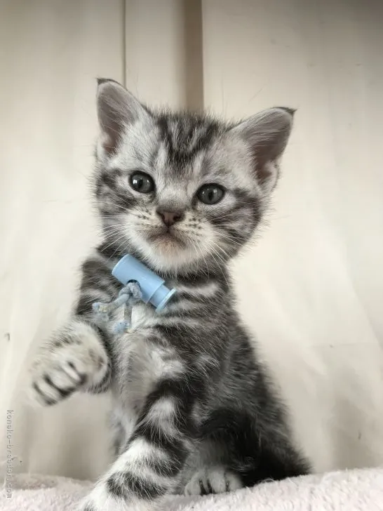 りさ 様のお迎えした子猫