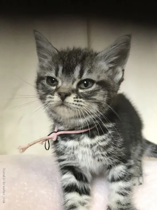 ID:2002-00300の子猫