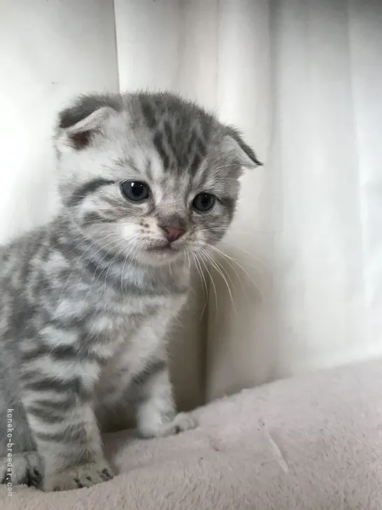 ID：2103-01885の子猫