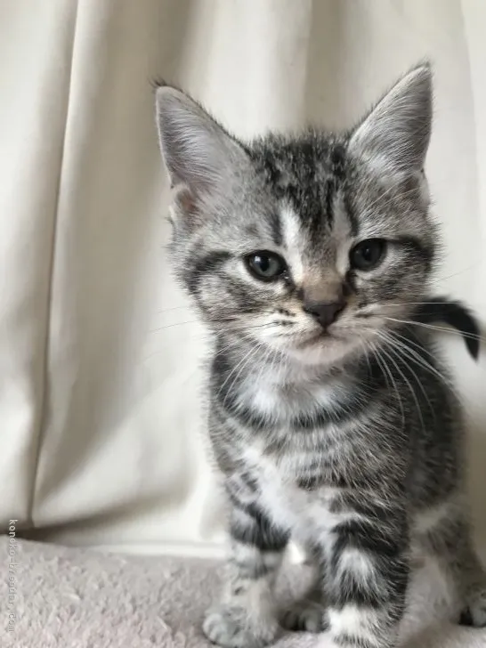 ID：2204-00770の子猫