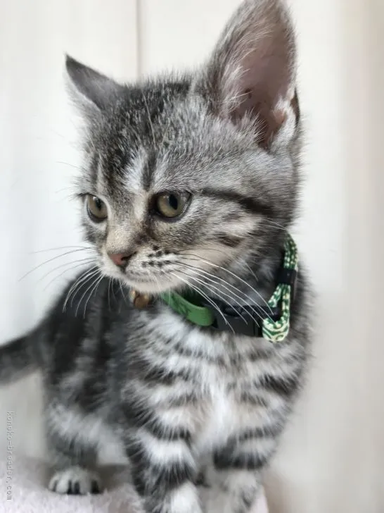 ID：2103-01301の子猫