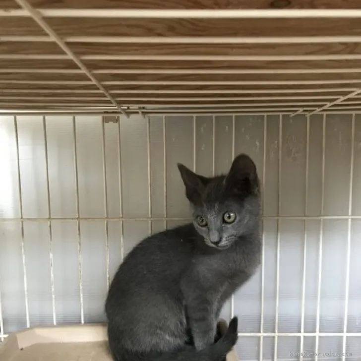 H.M 様のお迎えした子猫