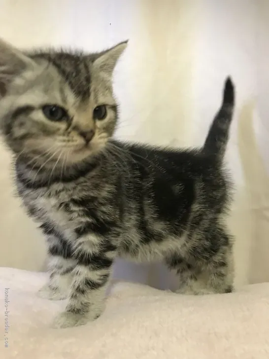 ヒロヤス 様のお迎えした子猫