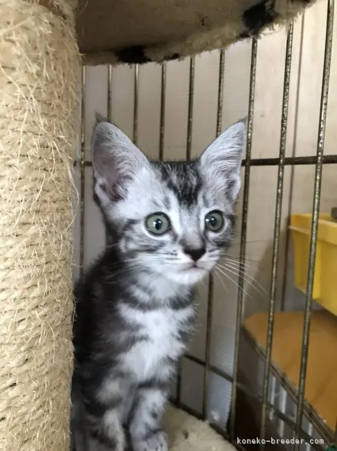 ID:2107-02224の子猫