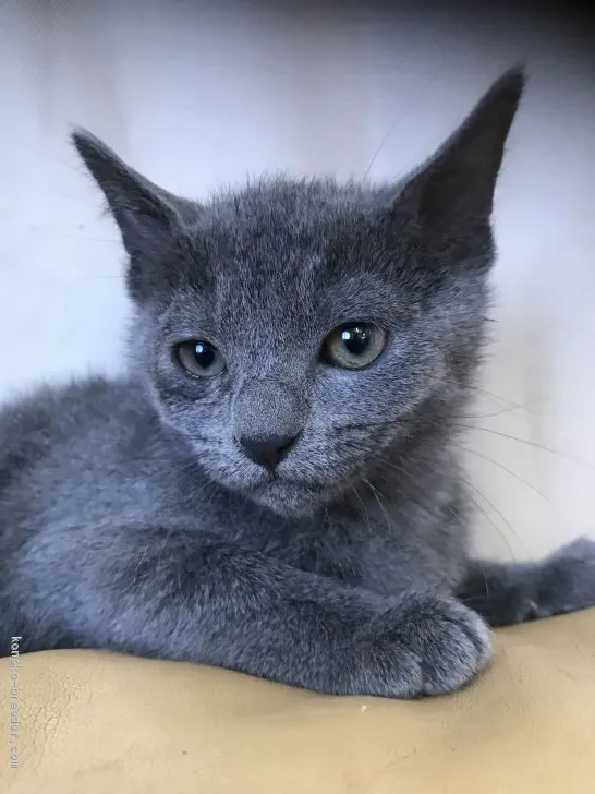 chakimar 様のお迎えした子猫