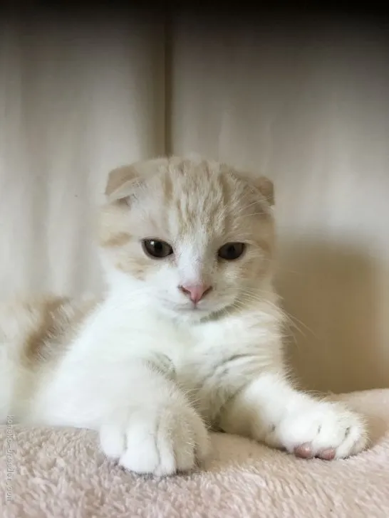 ID：1911-01798の子猫