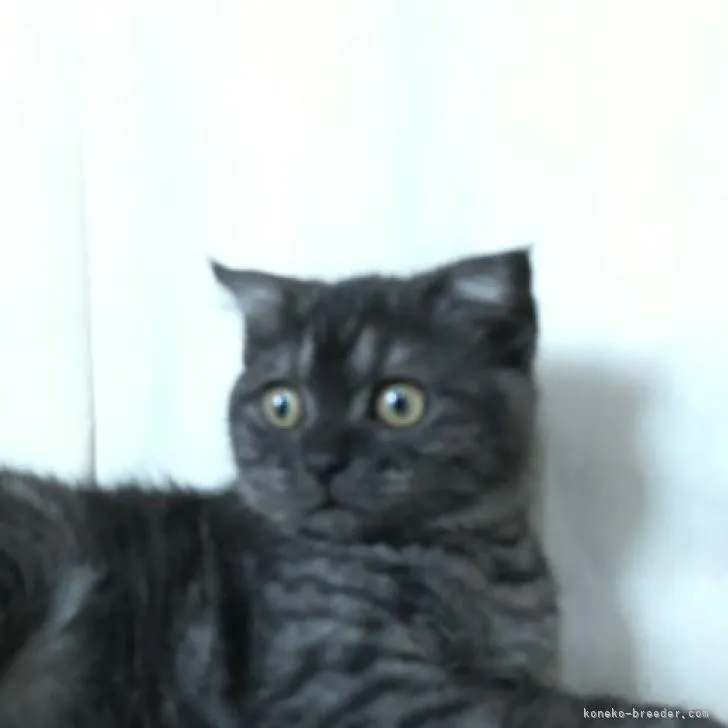 ID:2204-02981の子猫