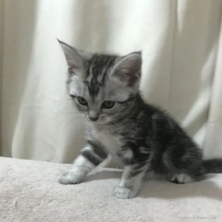 アストリア 様のお迎えした子猫