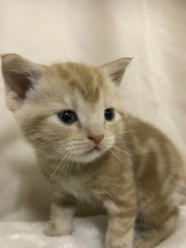 アメリカンショートヘア【茨城県・男の子・2019年3月10日・レッドタビー（短毛）】の写真「丸顔のイケメン、骨格も男らしく、のんびり屋さん」