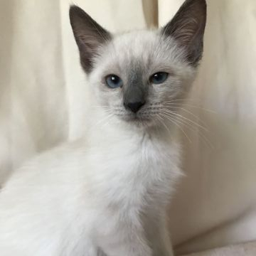 ロシアンブルー【茨城県・女の子・2019年7月16日・ブルーポイント（短毛）】の写真「ブルーポイントの、女の子、感謝セール、値下断行、」