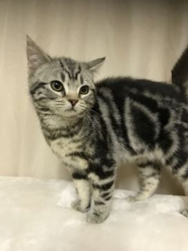 アメリカンショートヘア【茨城県・男の子・2018年10月30日・シルバータビー（短毛）】の写真「丸顔で柄もキレイ」