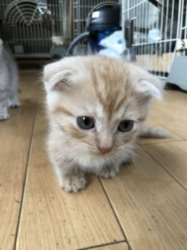 マンチカン(短足)【茨城県・男の子・2021年8月16日・レッドタビー（短毛）】の写真「丸い顔、ブルーの目、耳折れ短足、バランスのよ体型」