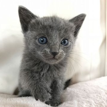 ロシアンブルー【茨城県・男の子・2021年3月23日・ブルー（短毛）】の写真「一人っ子イケメンの男の子」