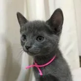 ロシアンブルー【茨城県・男の子・2022年7月8日・ブルー】の写真1「8月24」