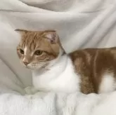 スコティッシュフォールド(折れ耳)【茨城県・男の子・2024年3月25日・レッドタビーホワイト、】の写真1「体重は標準よりプラスに成長中です」