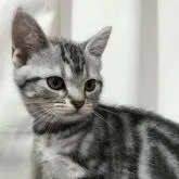 アメリカンショートヘア【茨城県・男の子・2022年7月18日・シルバータビー】の写真1「１１月16日」