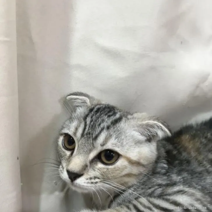 ID：2207-01733の子猫