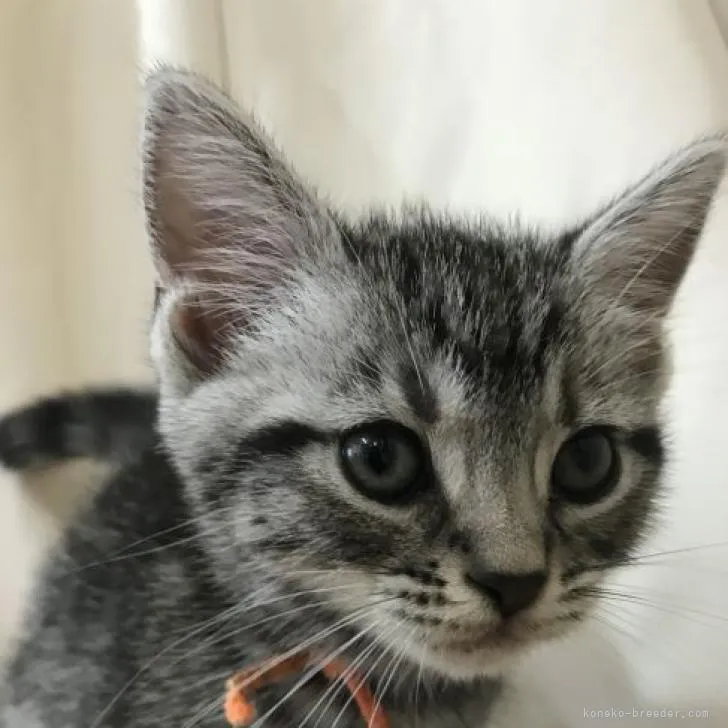 ID:2208-02908の子猫