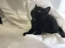 アメリカンショートヘア【茨城県・男の子・2017年4月1日・ブラックスモーク】の写真2