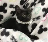 アメリカンショートヘア【茨城県・男の子・2017年4月1日・ブラックスモーク】の写真3