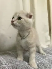スコティッシュフォールド(折れ耳)【茨城県・男の子・2021年6月7日・クリームタビー、健診、初回ワクチン済み】の写真3「8月12日」