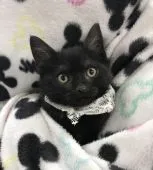 アメリカンショートヘア【茨城県・男の子・2017年4月1日・ブラックスモーク】の写真4