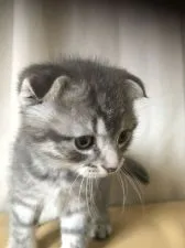 スコティッシュフォールド(折れ耳)【茨城県・女の子・2020年9月22日・ブルータビー】の写真4「１１月2日」