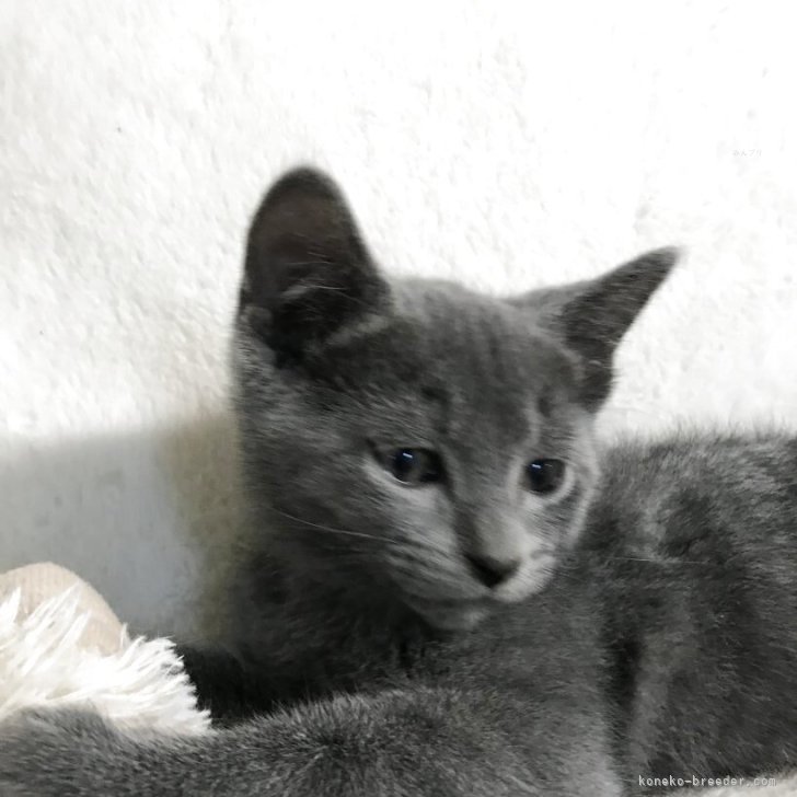 ブリーダー画像