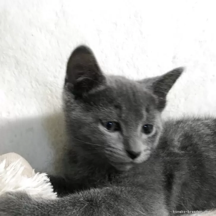ロシアンブルー【茨城県・男の子・2025年10月18日・ブルー】の写真1