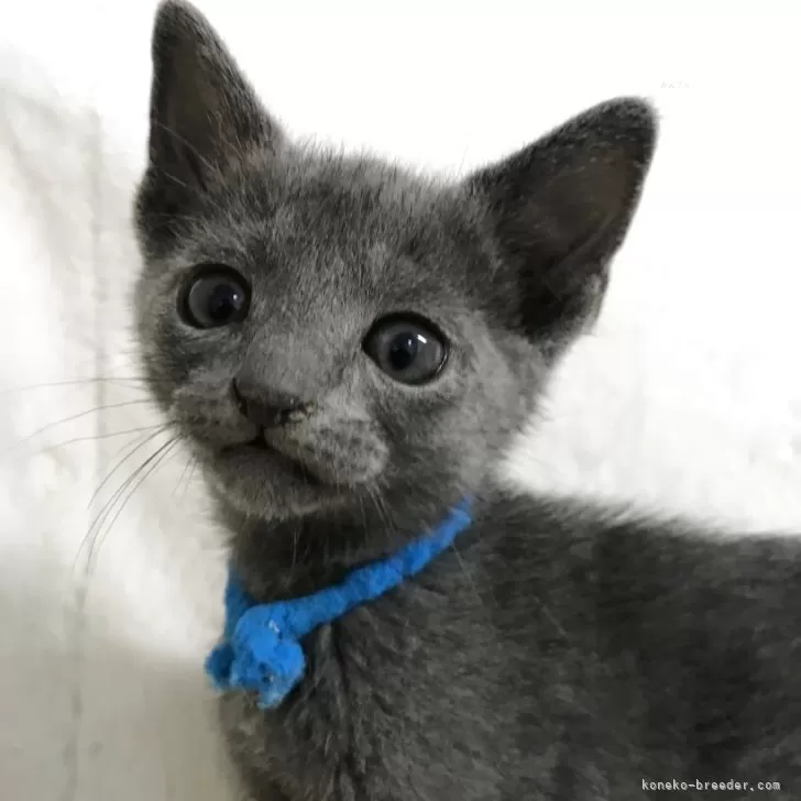 ロシアンブルー【茨城県・男の子・2025年10月18日・ブルー】の写真1