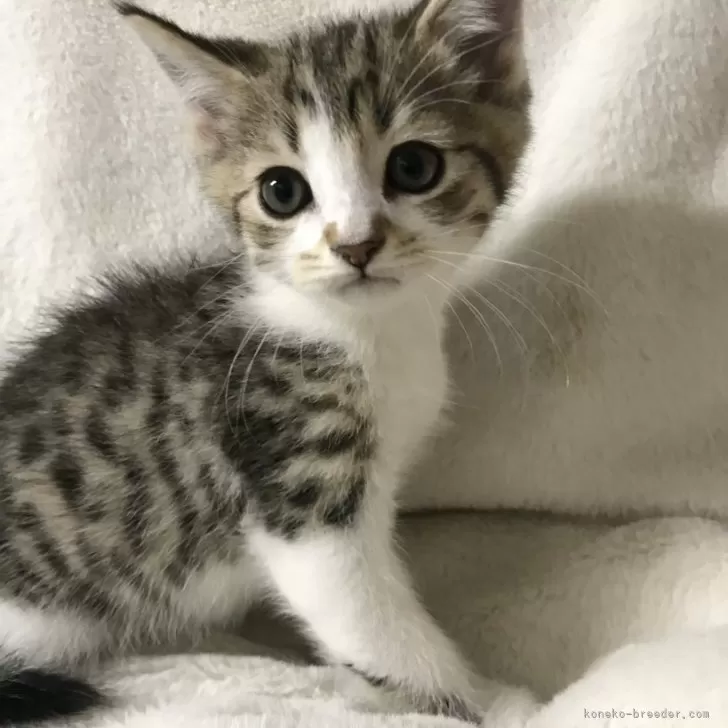 ID:2505-01744の子猫