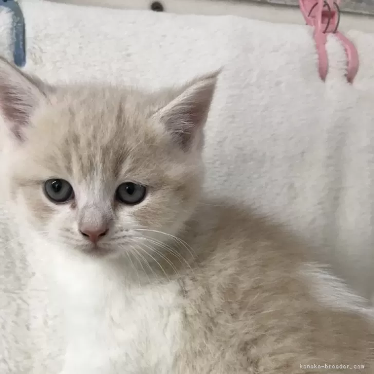 ID：2503-01706の子猫