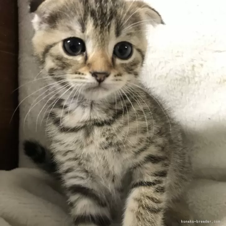 ID：2505-01756の子猫