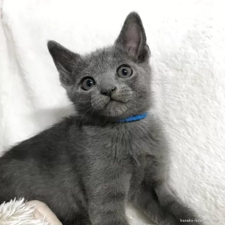 ロシアンブルー【茨城県・男の子・2025年10月18日・ブルー】の写真1
