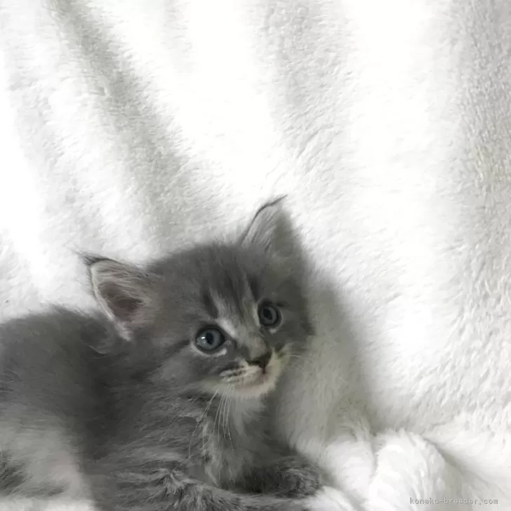 ID：2507-02211の子猫