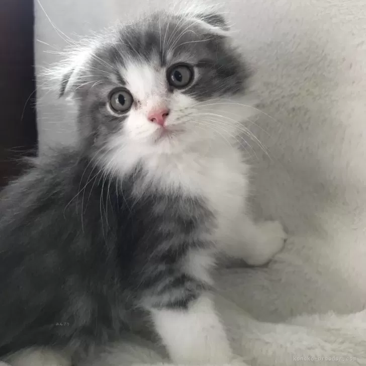 ID:2505-01866の子猫