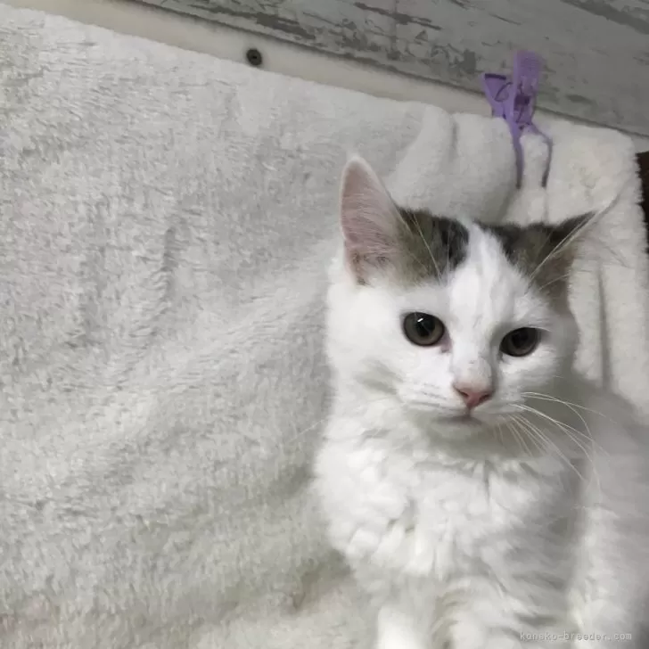 DM 様のお迎えした子猫