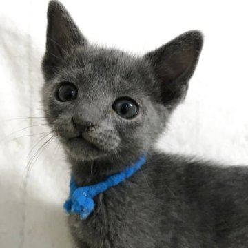 ロシアンブルー【茨城県・男の子・2025年10月18日・ブルー（短毛）】の写真「丸顔丸い目、バランスの良い顔立ち可愛いおっとり型」