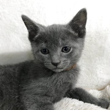 ロシアンブルー【茨城県・男の子・2025年10月18日・ブルー（短毛、ワクチン、マイクロ済み）】の写真「丸顔、丸い目、バランス最良の可愛い子」