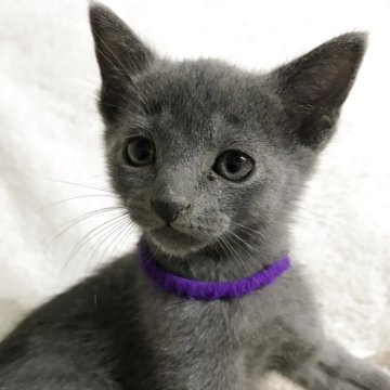 ロシアンブルー【茨城県・男の子・2025年10月18日・ブルー、健康診断済み（短毛、紫リボンちゃん）】の写真「丸い目バランス良い顔立ちです、兄弟仲良く成長中です」