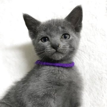 ロシアンブルー【茨城県・男の子・2025年10月18日・ブルー、健康診断済み（短毛、紫リボンちゃん）】の写真「丸い目バランス良い顔立ちです、兄弟仲良く成長中です」