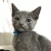 ロシアンブルー