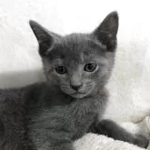 ロシアンブルー