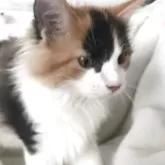 サイベリアン