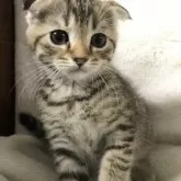 スコティッシュフォールド(折れ耳)【茨城県・女の子・2025年4月3日・ブラウンパッチドタビー】の写真1「ワクチン、マイクロチップ挿入済み」