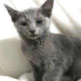 ロシアンブルー