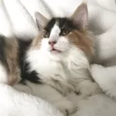 サイベリアン【茨城県・女の子・2025年5月29日・キャリコ、マイクロ、ワクチン2回済み】の写真2「すくすく成長中」