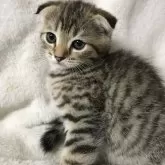 スコティッシュフォールド(折れ耳)【茨城県・女の子・2025年4月3日・ブラウンパッチドタビー】の写真2