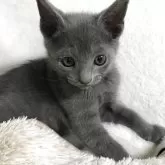 ロシアンブルー【茨城県・男の子・2025年10月18日・ブルー】の写真3