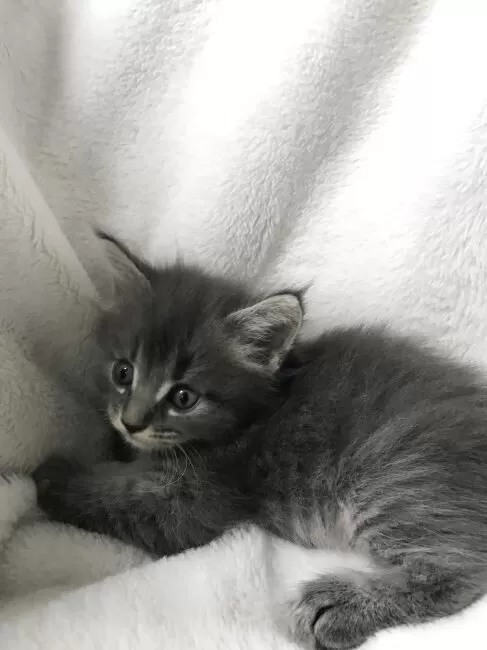 ねこ PYCJNFC カーキ色の子猫の四季ユニバーサルコットンロープ編み猫